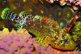The green-speckled <em>Scorpaenodes caribbaeus</em> is a relative of a stellate scorpionfish (<em>S. barrybrowni</em>) — the deepest-living fish of the <em>Scorpaenodes</em> genus ever found.