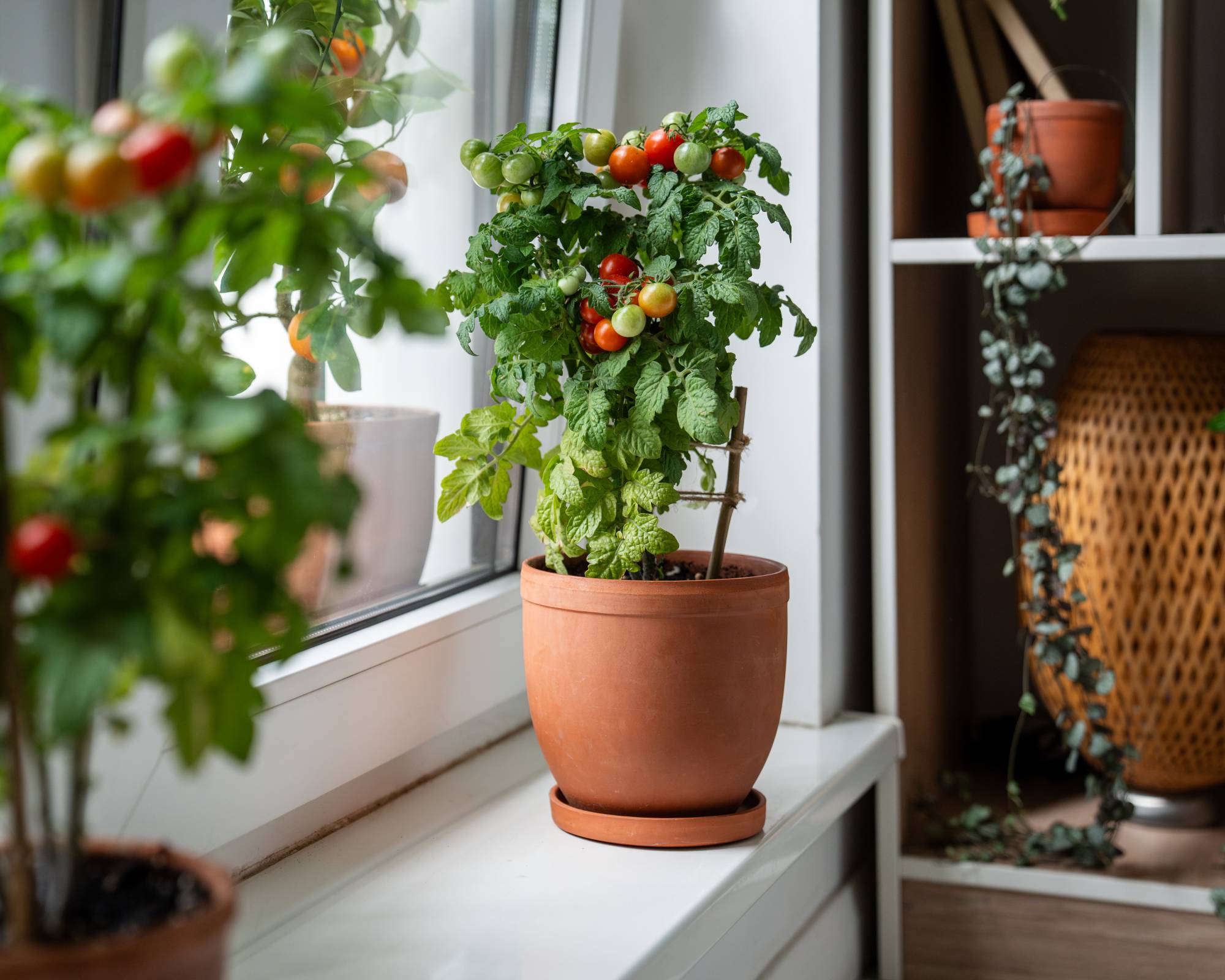 Container grown tomatoes on windowsill indoors