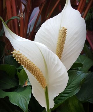 close-up of white peace lily
