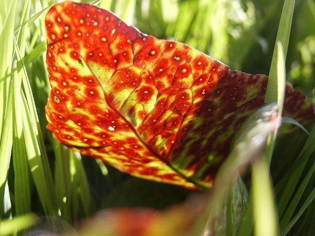 Red Spotted Diseased House Plant Leaf