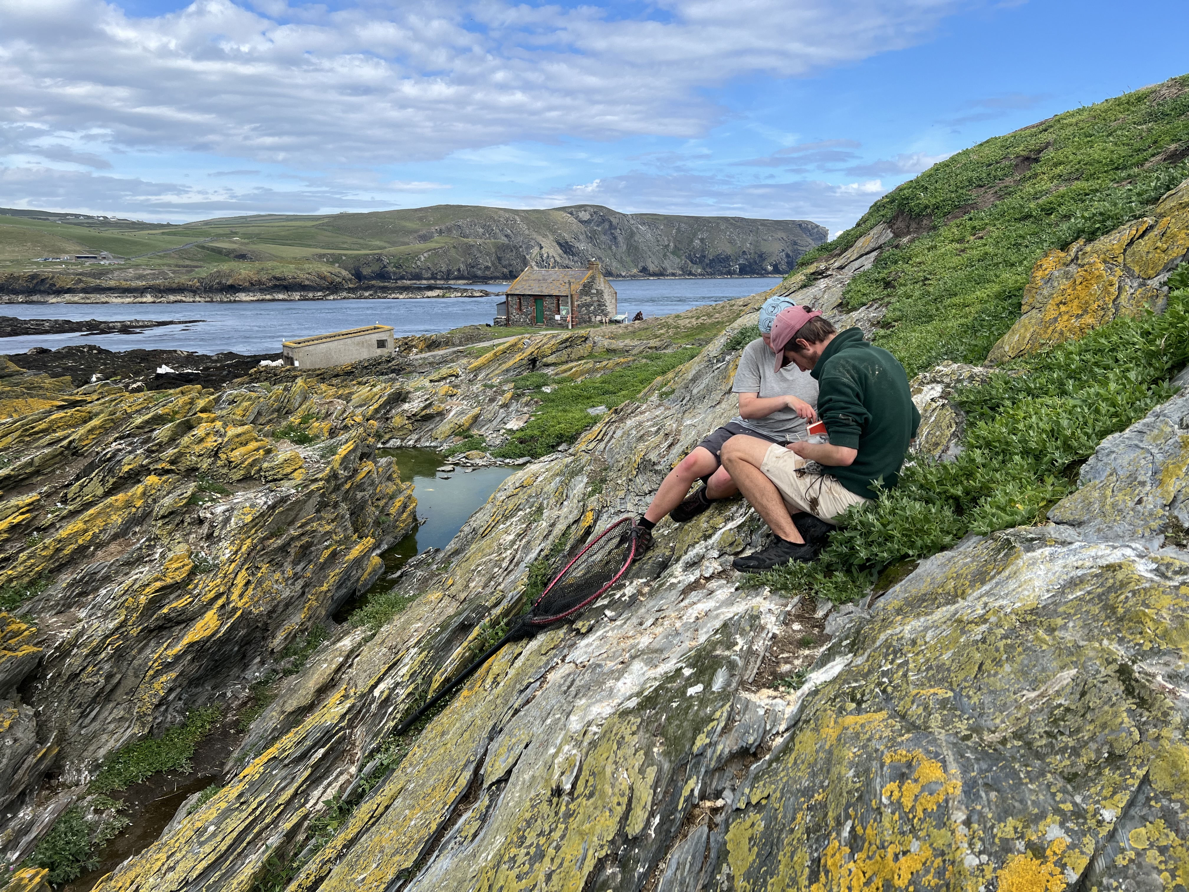 Gull chick ringing at Cow Harbour