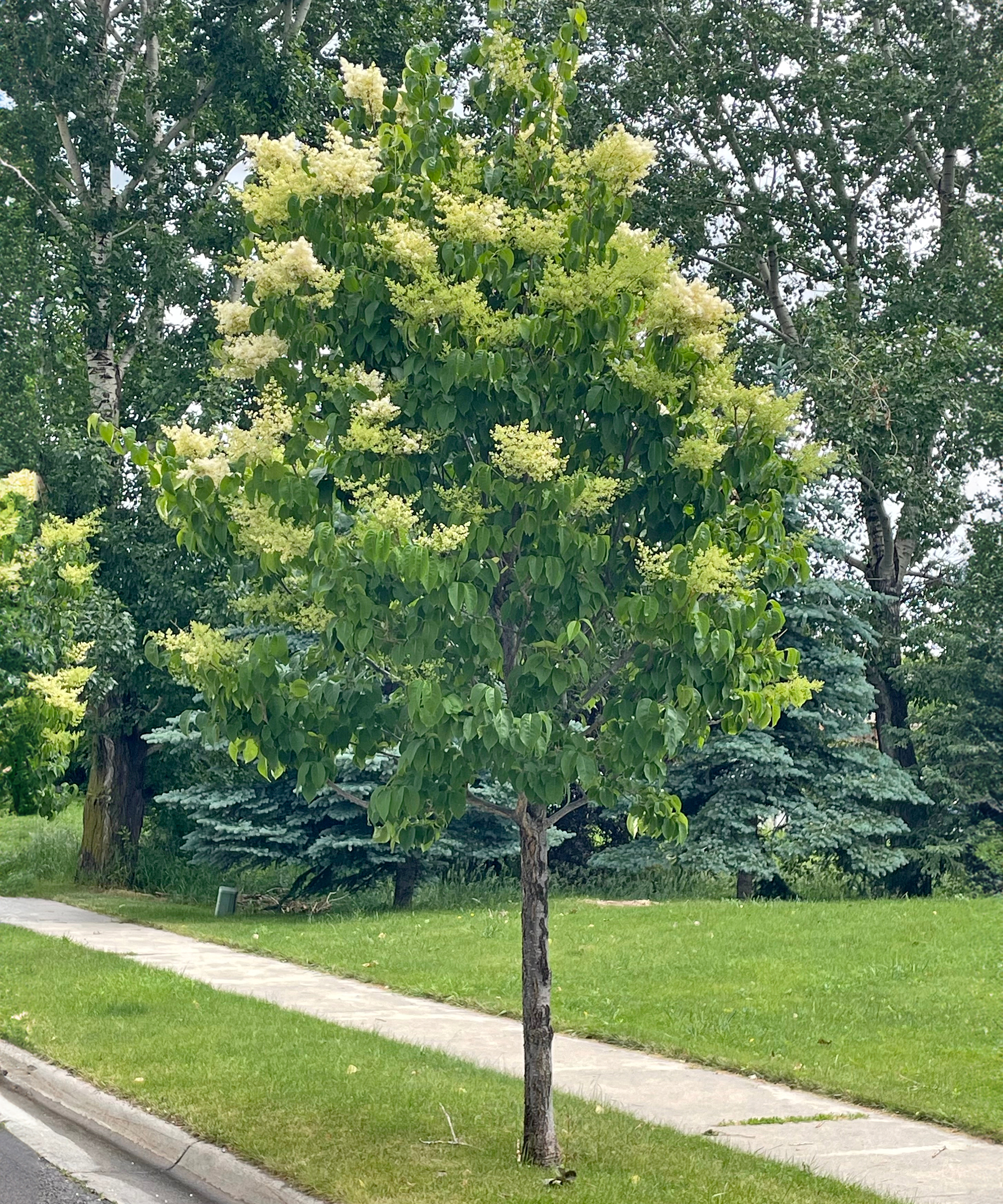 Japanese tree lilac syringa reticulata