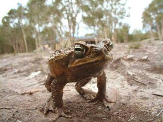 Invasive Cane Toads to Thrive In Warmer World