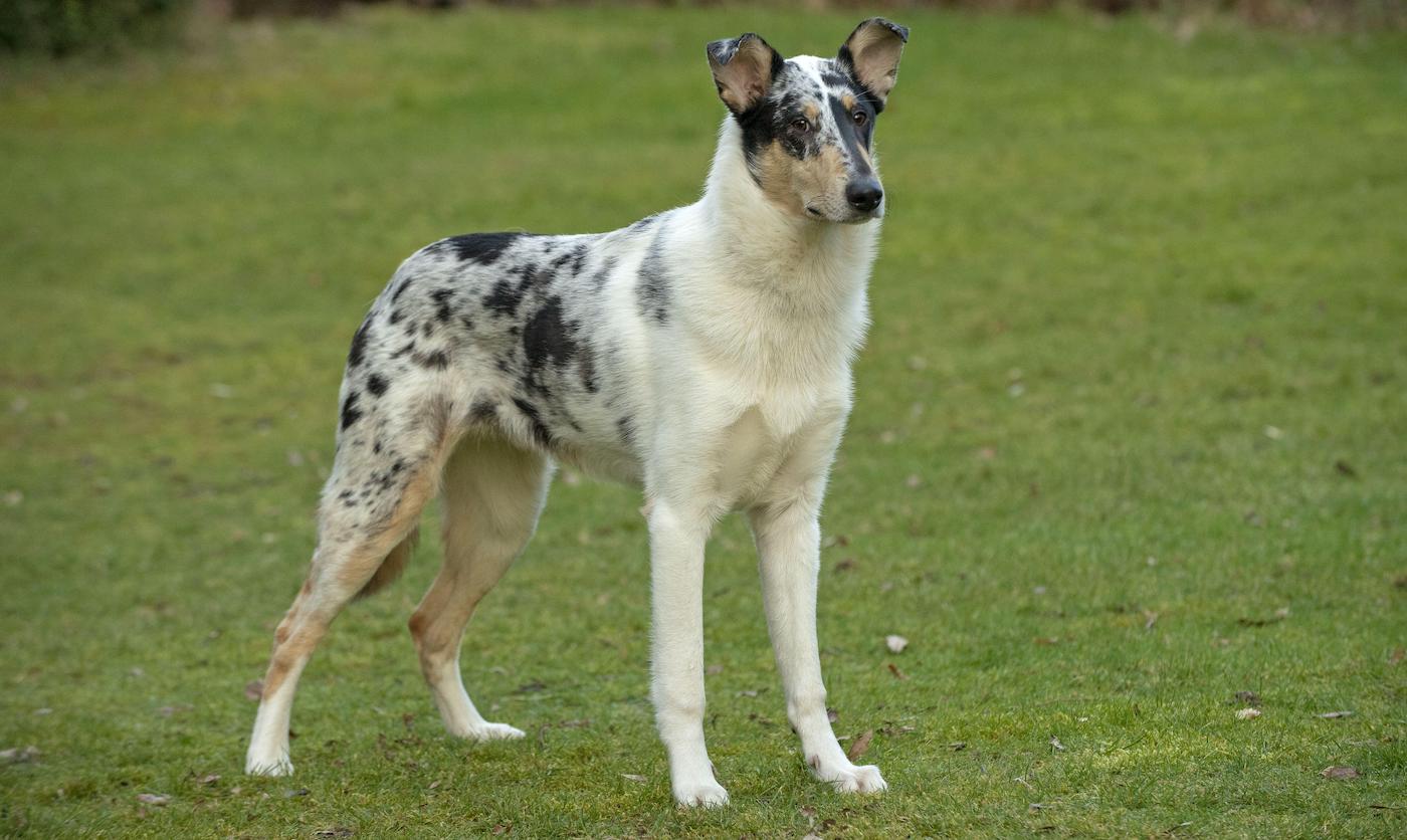 Smooth Collie, an endangered dog breed