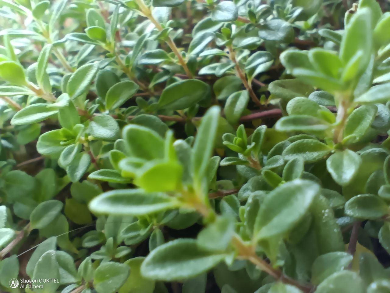 Oukitel WP68 Air Photo Examples
