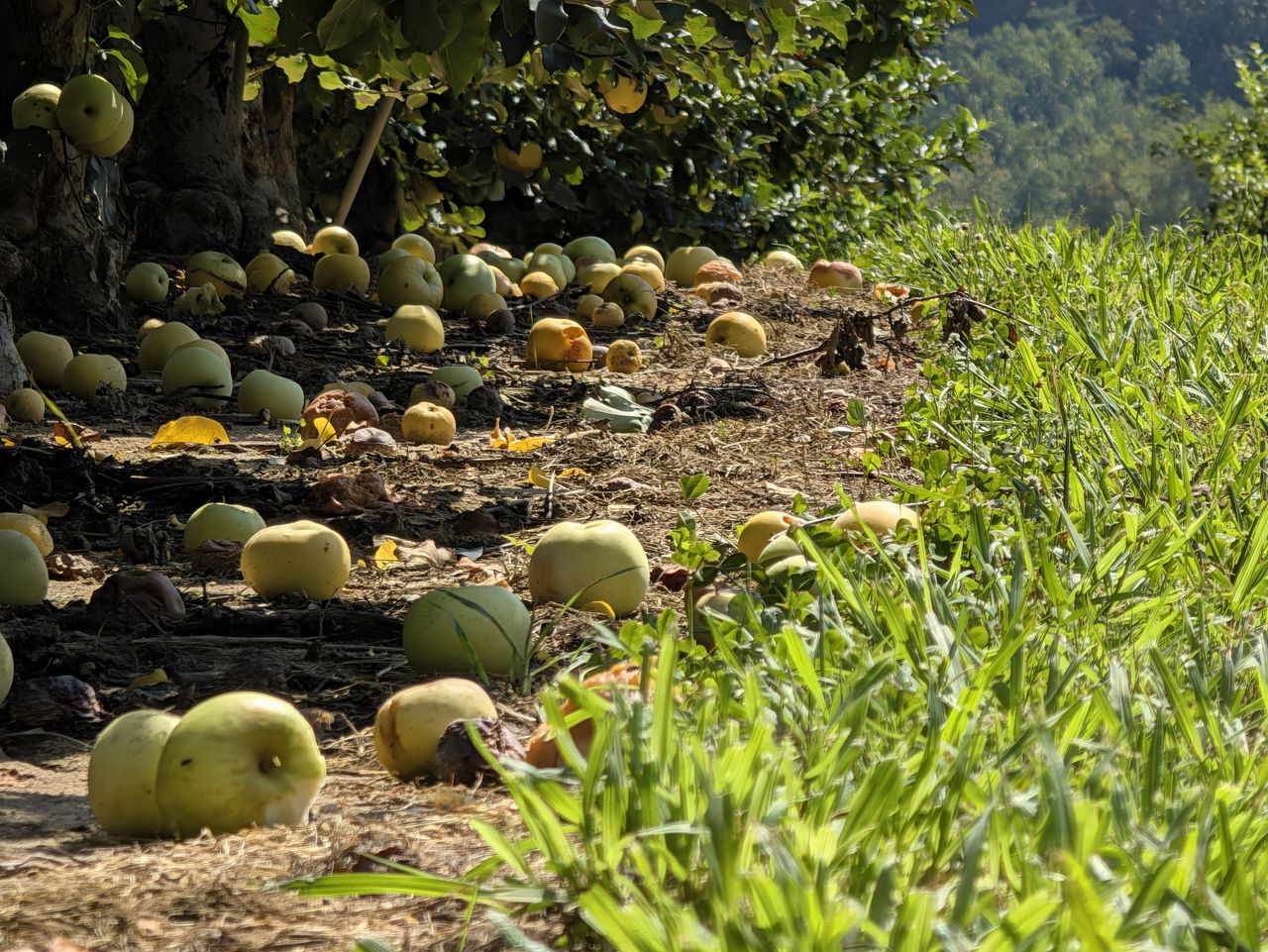 A 5x zoom photo sample of an apple orchard, taken with a Google Pixel 11 Pro