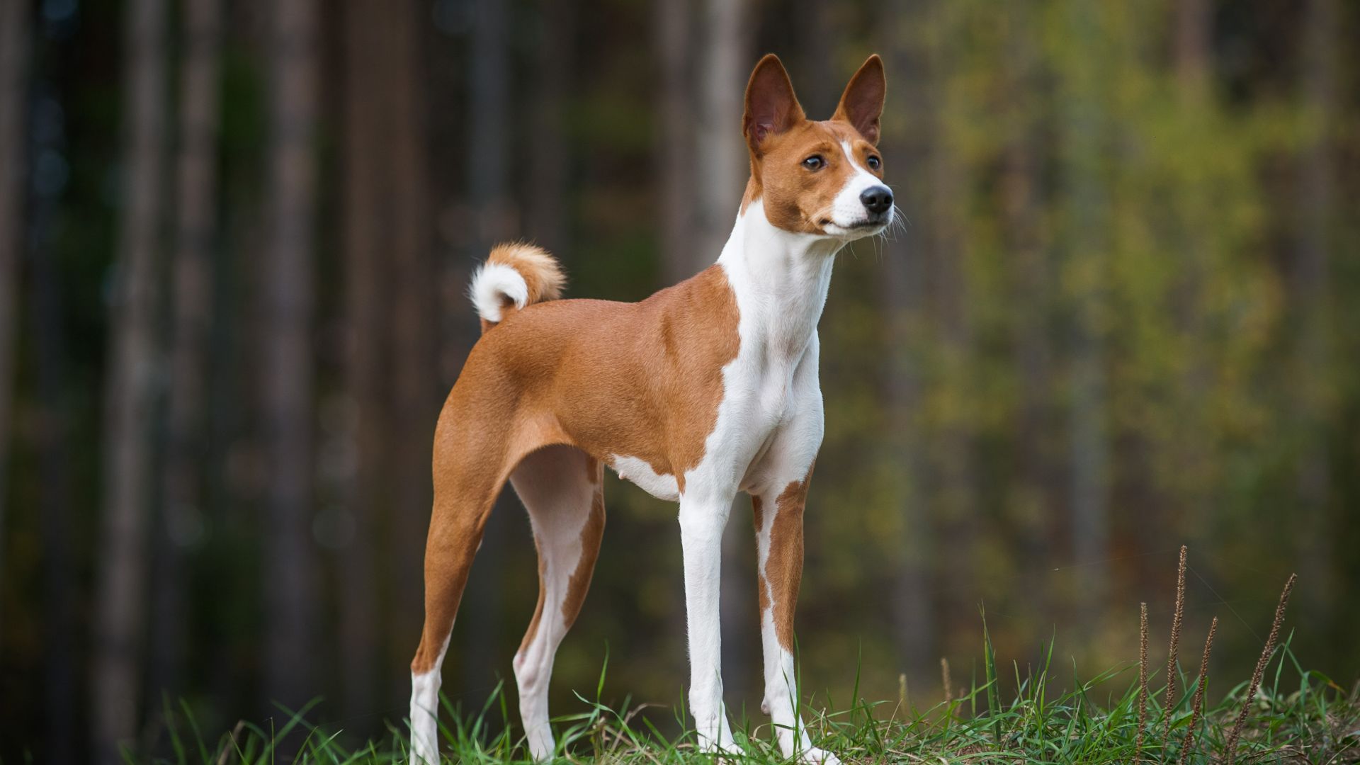 Basenji dog standing outside in the grass