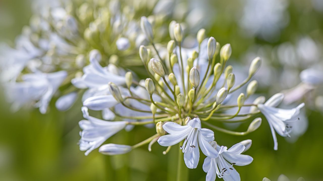 Pale lilac agapanthus bloom