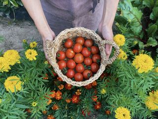 A person holds a basket of tomatoes over orange and yellow marigolds
