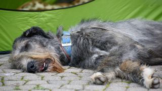 irish wolfhound asleep on paving stones