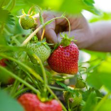 hand picking ripe red strawberry