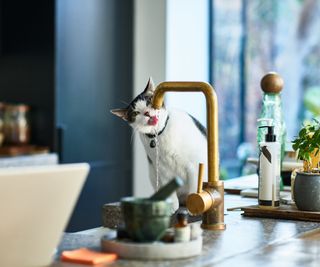 A black and white cat on a kitchen counter, drinking from a running kitchen tap
