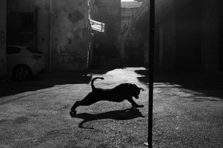 A silhouette of a dog stretching in the middle of a road in black and white