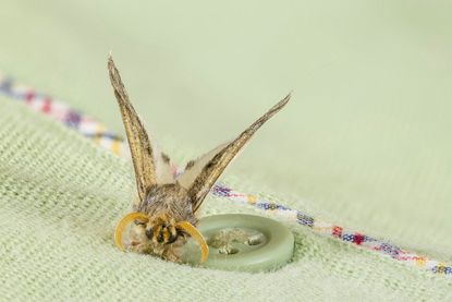 Moth On Piece Of Clothing