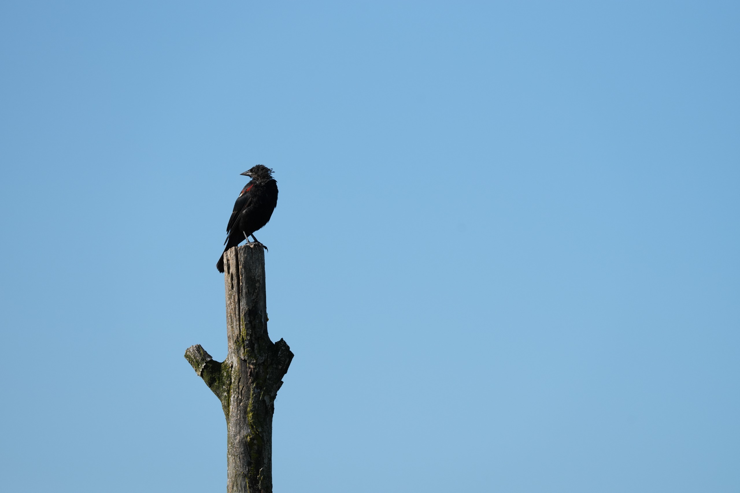 Image samples from the Sony 400mm f/4.5 GM OSS and the Sony A7 V