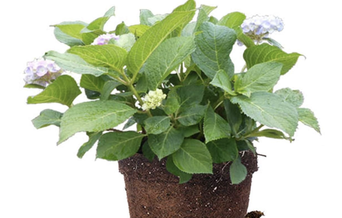 Best plants for full sun 10 best expert picks Livingetc