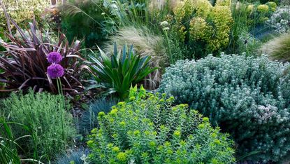 coastal plants including lavender, stipa, euphorbia and others in a garden