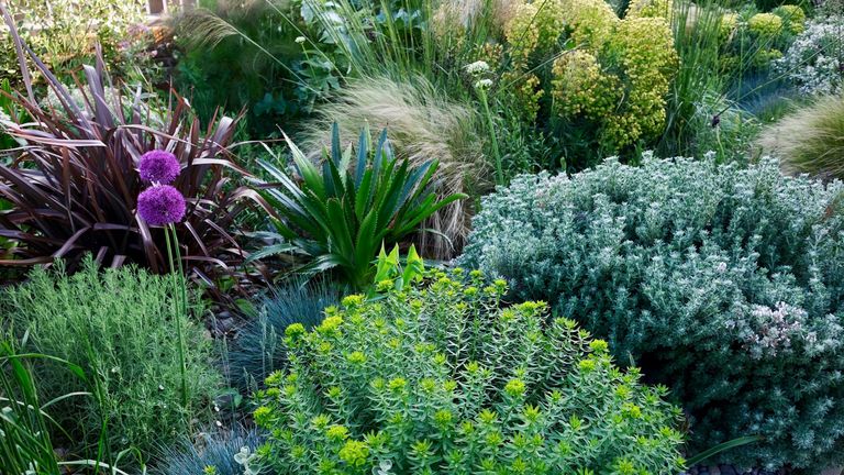 coastal plants including lavender, stipa, euphorbia and others in a garden