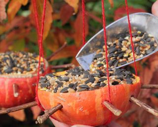 pumpkin bird feeder with seeds