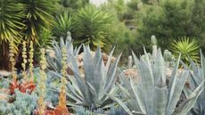 Large pal trees and agaves in structured planting
