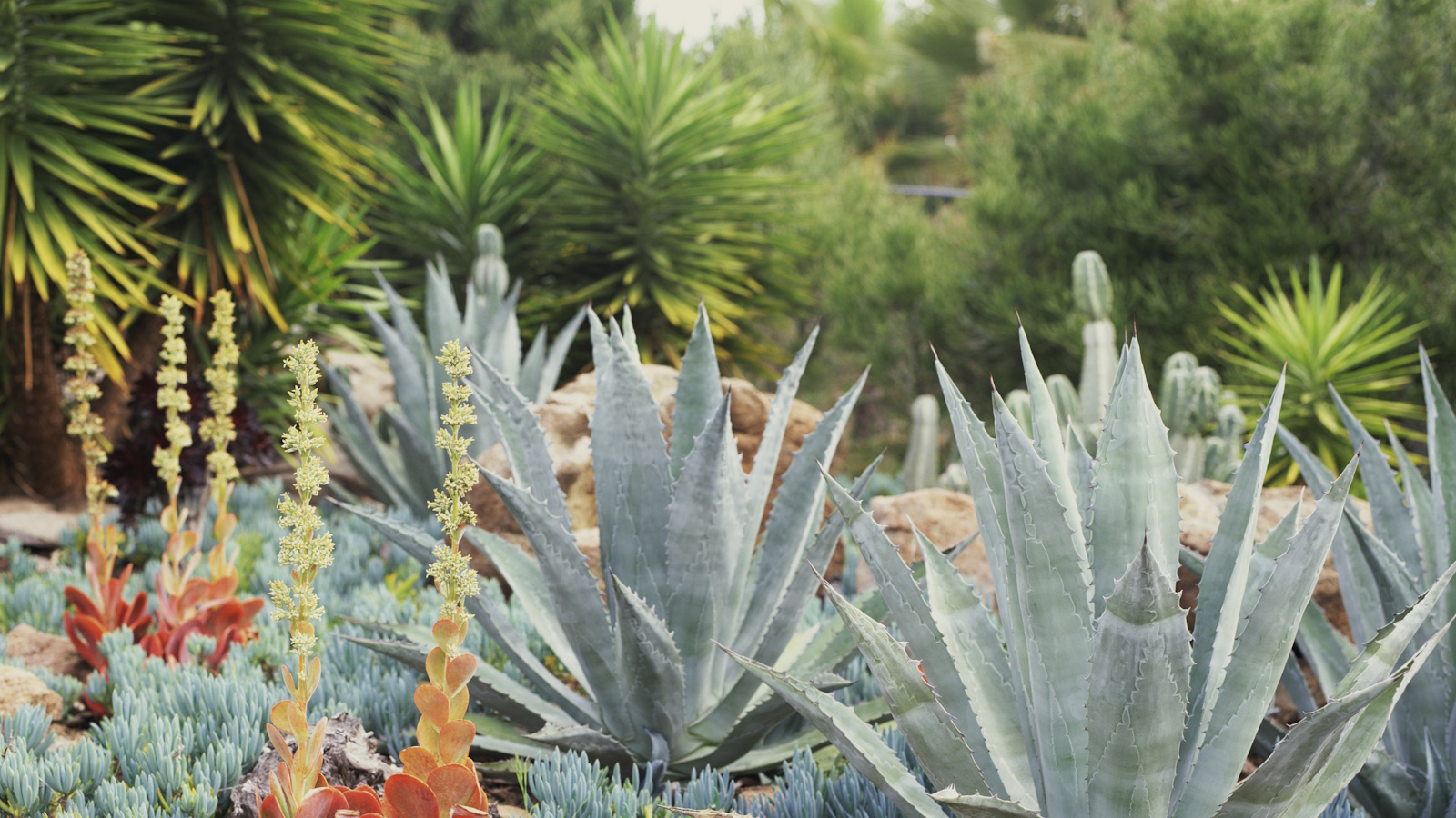 Large pal trees and agaves in structured planting