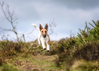 smooth fox terrier