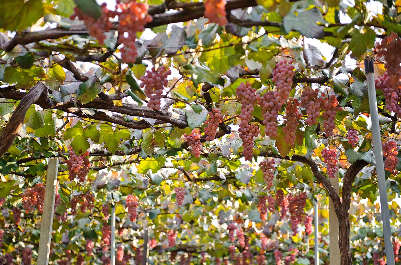 Yamanashi vineyards, Japan