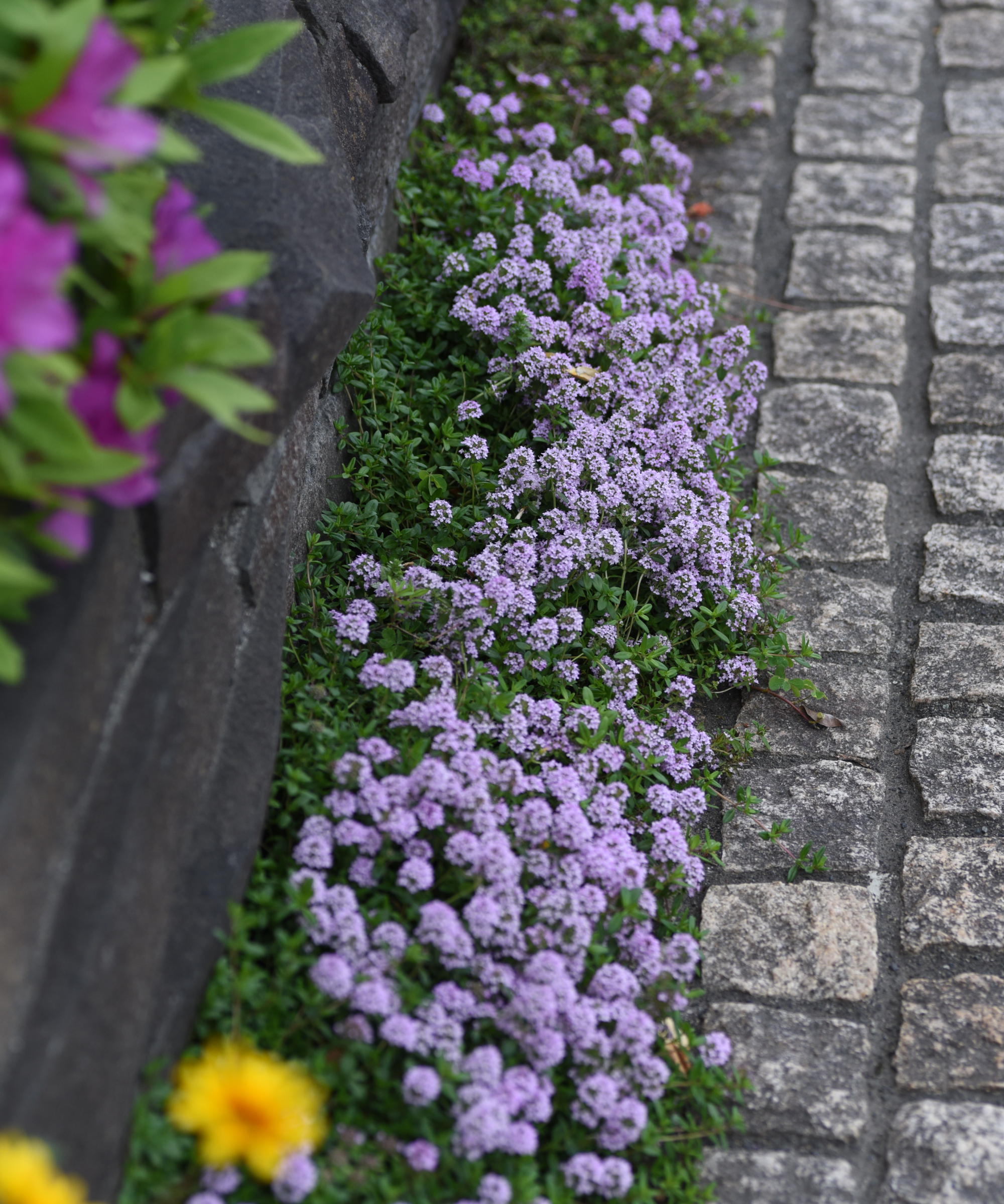 creeping thyme growing on path edge