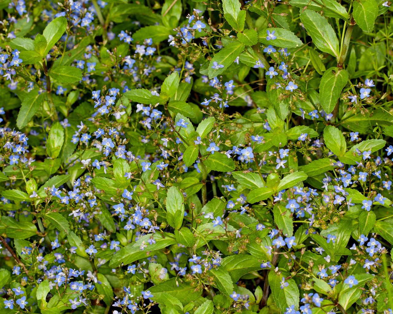 blue brooklime pond plants