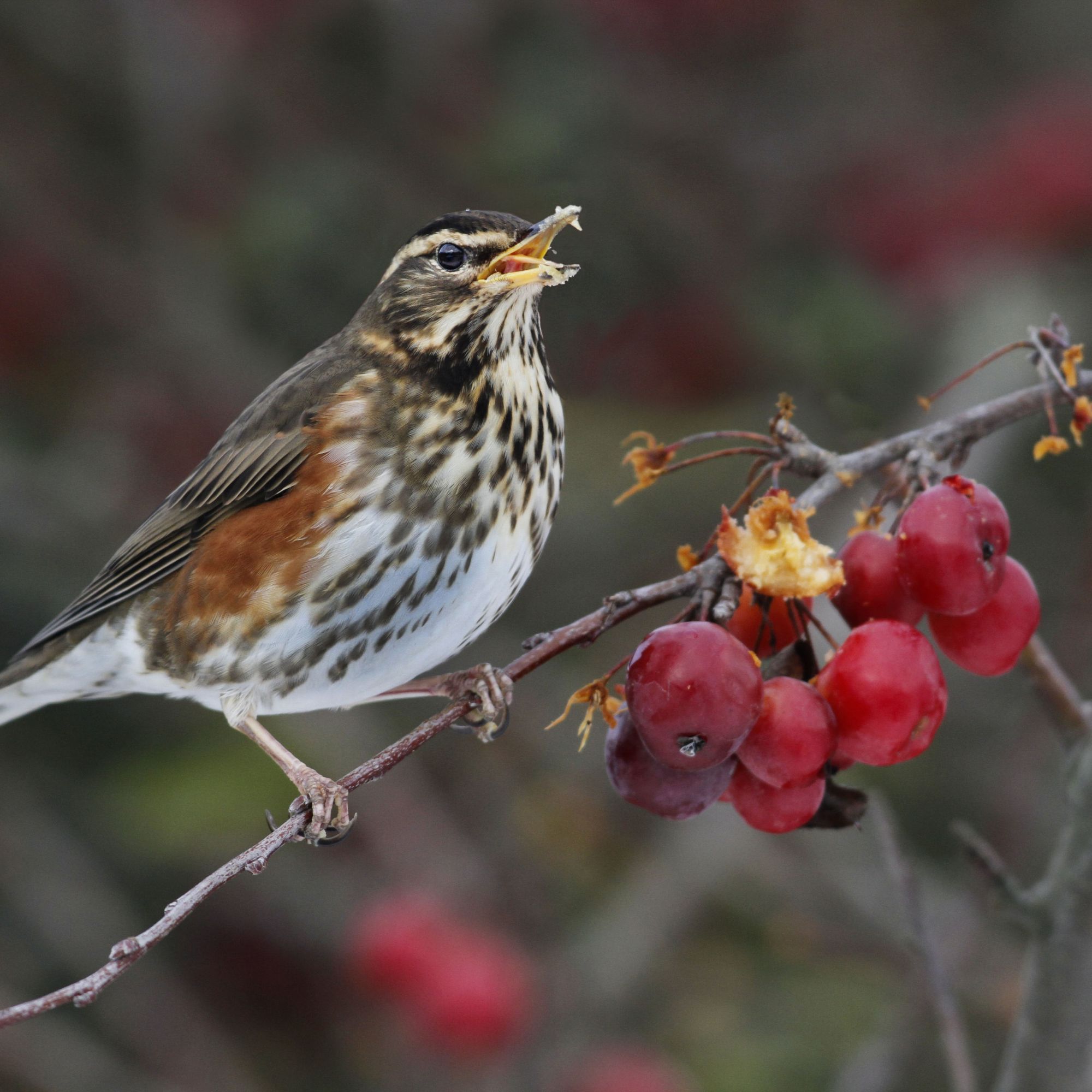 winter berry-bearing with bird