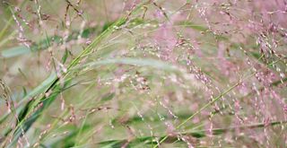 close up of grasses with pink flowers