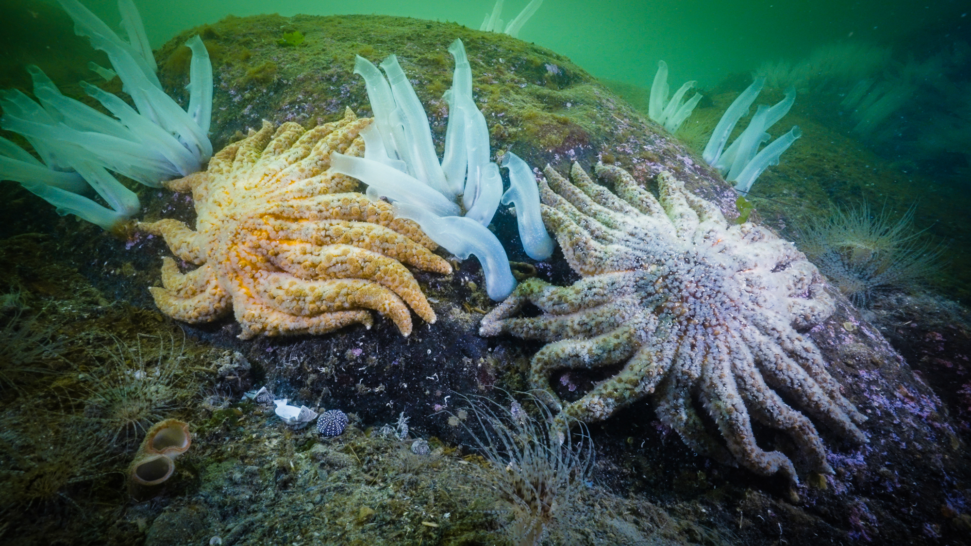 An underwater photograph of healthy sunflower sea stars in Rivers Inlet.