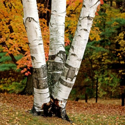 3 White Paper Birch Trees - 18-24" Tall Live Plants - Fast Growing Trees - Betula Papyrifera - (3 Pack)