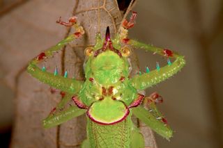 a conehead katydid seen in suriname