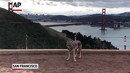 Coyotes in San Francisco