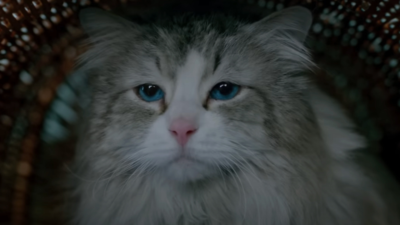 Cat from Nine Lives