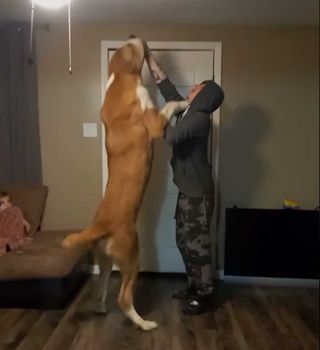 giant alabai dog