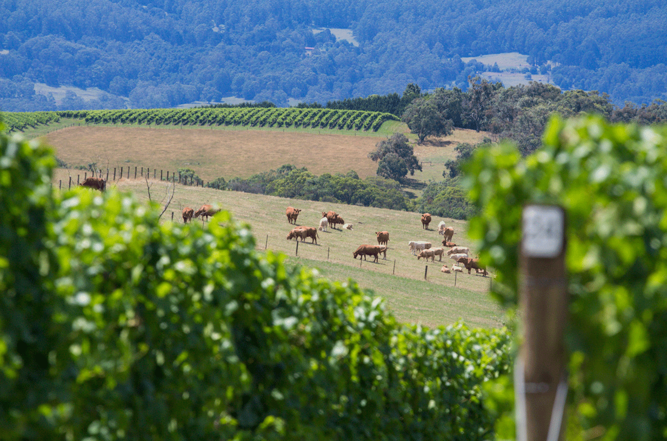 Applejack Vineyard &amp;ndash; Giant Steps