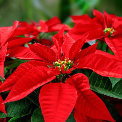 poinsettia flowers