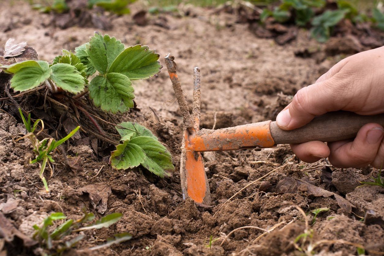 hand weeder