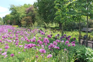 Alliums in the Sir Harold Hillier Gardens, near Romsey, Hampshire, UK