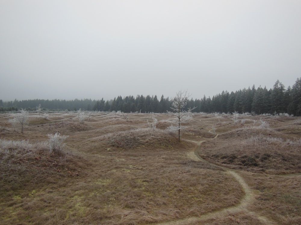 mima mounds in the prairies of Washington state.