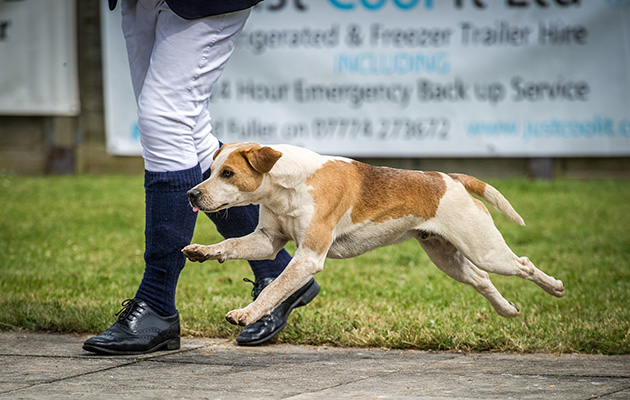Stoke Hill and North Dartmoor Teacher 15 wins the class for the best entered doghound during the judging of the beagles