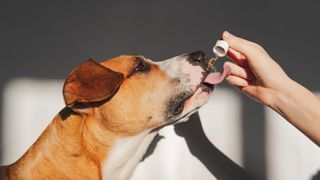 Dog taking essential oil from dropper