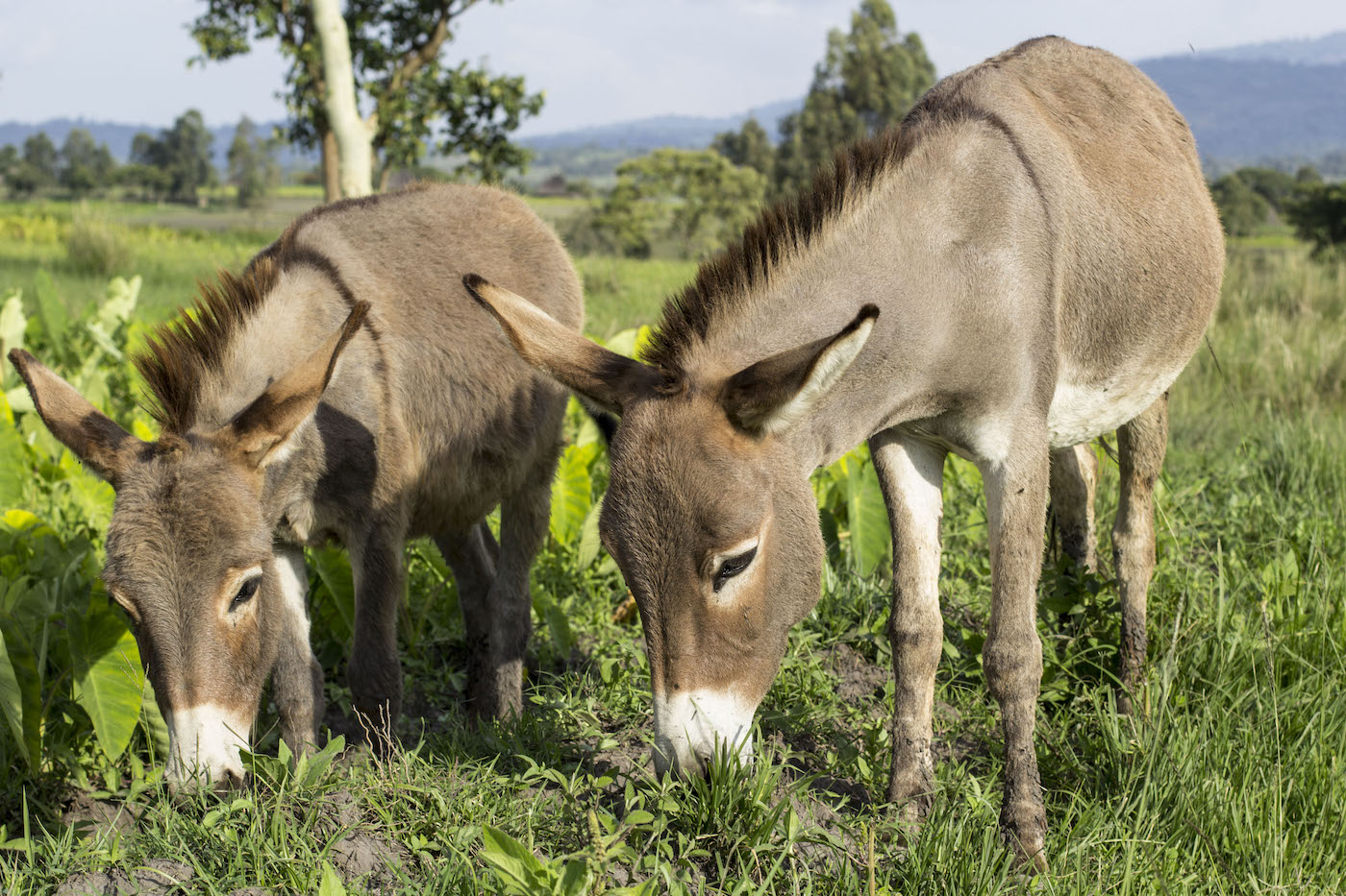Mares and Foals - Ethiopia