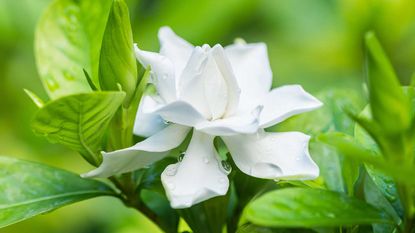 close-up of gardenia flower