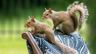 Two squirrels perched on top of an outdoor chair