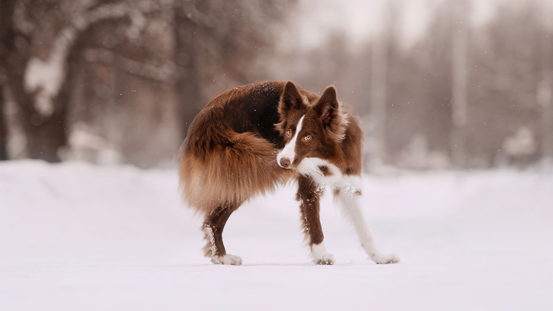 Border collie dog catching his own tail outdoors in winter.