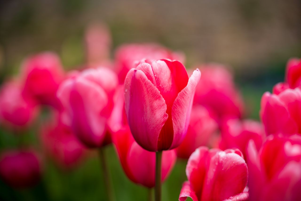 Sony FE 50-150mm f/2 G Master example shot