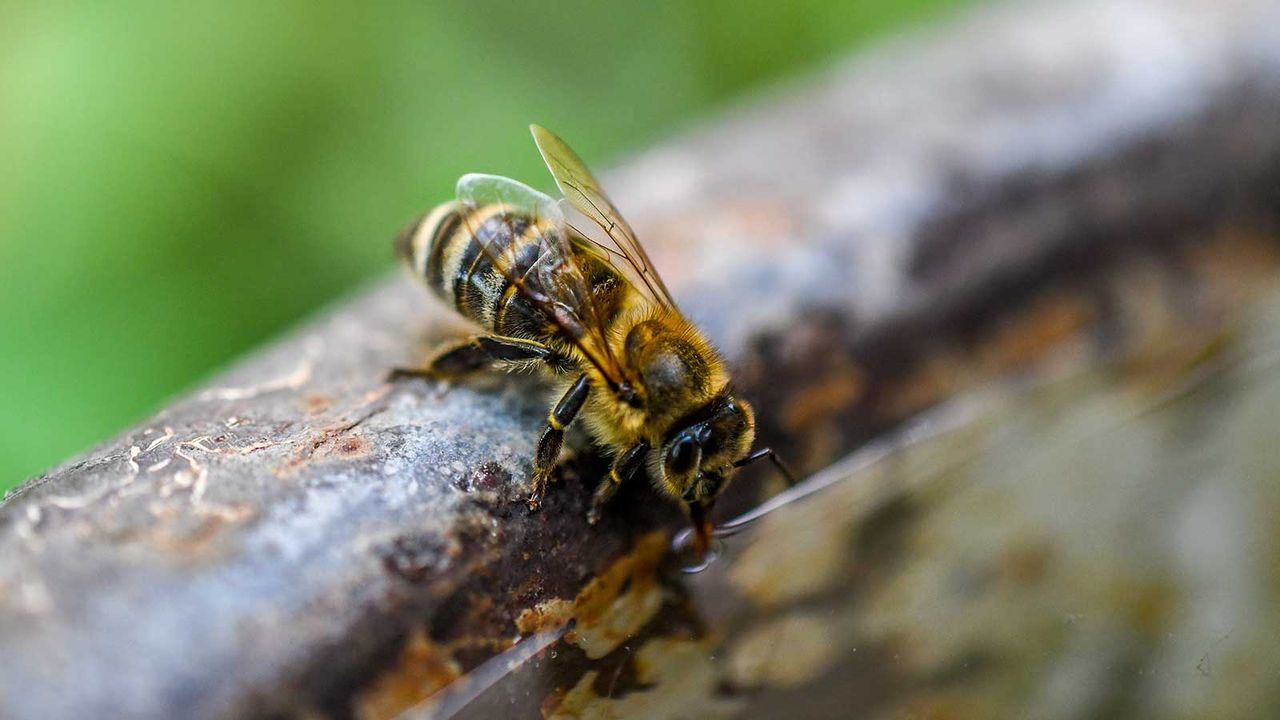 bee drinking water